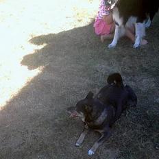 Blanding af racer Lady R.I.P