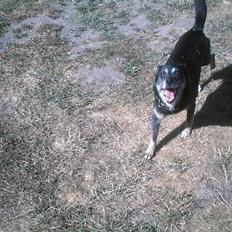 Blanding af racer Lady R.I.P