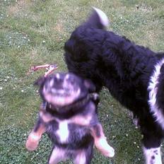 Blanding af racer Lady R.I.P