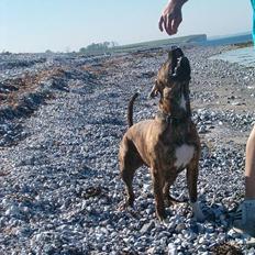 Amerikansk bulldog Luka