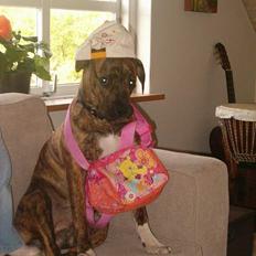 Amerikansk bulldog Luka