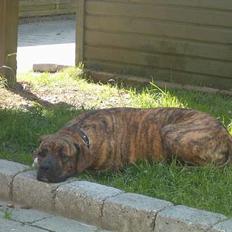 Amerikansk bulldog Luka