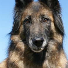 Tervueren Chacami Dess * Himmelhund