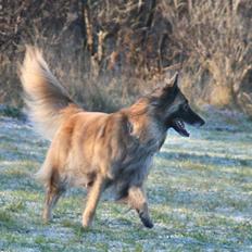 Tervueren Chacami Dess * Himmelhund