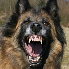 Tervueren Chacami Dess * Himmelhund