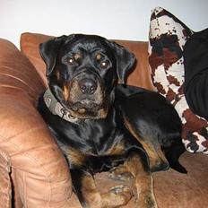 Rottweiler Xena 