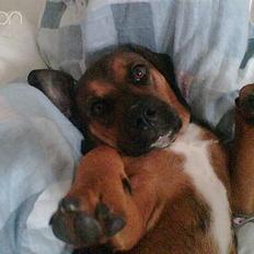 Blanding af racer Cujo