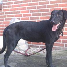 Labrador retriever Zenta, † 19-7-06 † savnet