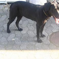 Labrador retriever Zenta, † 19-7-06 † savnet