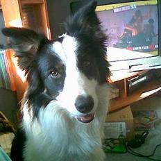 Border collie toby