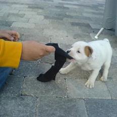 Staffordshire bull terrier Loke