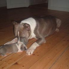 Amerikansk staffordshire terrier King... stjålet ::::::::(