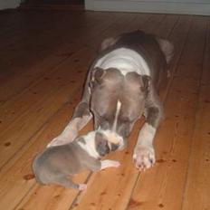 Amerikansk staffordshire terrier King... stjålet ::::::::(