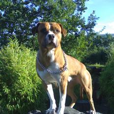 Amerikansk staffordshire terrier chico