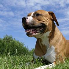 Amerikansk staffordshire terrier chico