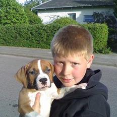 Amerikansk staffordshire terrier chico