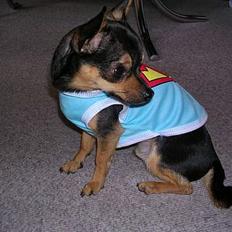 Chihuahua Chucky *R.I.P*