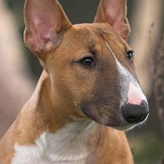 Bullterrier miniature Barca