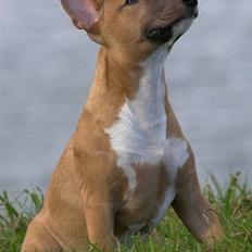 Bullterrier miniature Barca