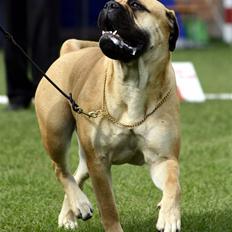 Bullmastiff Bertha