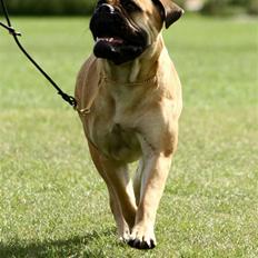 Bullmastiff Bertha
