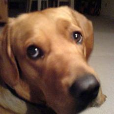 Labrador retriever sille