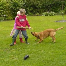 Labrador retriever sille