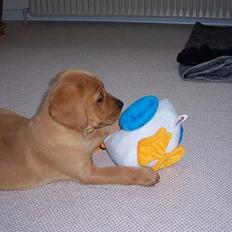 Labrador retriever sille