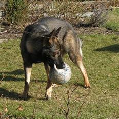Schæferhund Rocco *Politihunden*