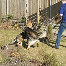Schæferhund Rocco *Politihunden*