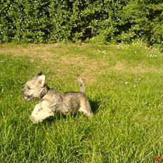 Cairn terrier Carla <3