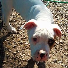 Amerikansk bulldog Lucky