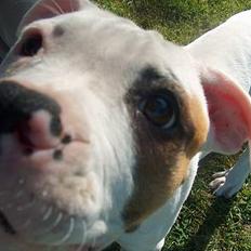 Amerikansk bulldog Lucky