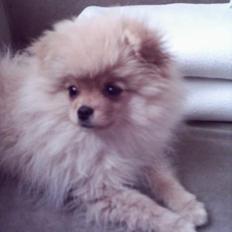Pomeranian TYSON