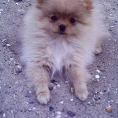 Pomeranian TYSON