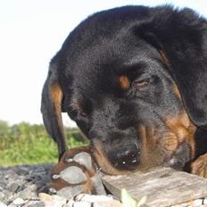 Rottweiler Otto