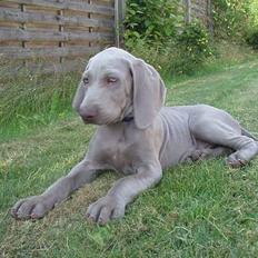 Weimaraner Sønderskovens Dalton