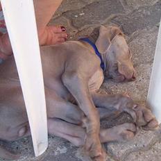 Weimaraner Sønderskovens Dalton