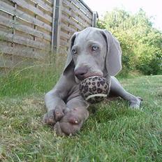 Weimaraner Sønderskovens Dalton