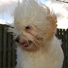 Coton de tulear Valde
