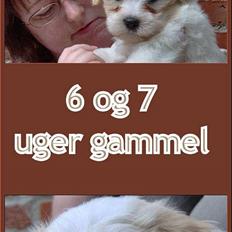 Coton de tulear Valde