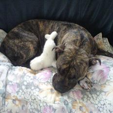 Amerikansk staffordshire terrier Zera(ny ejer Janni)