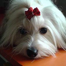 Coton de tulear Trille