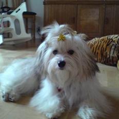 Coton de tulear Trille