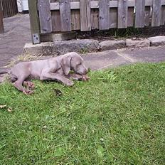 Weimaraner Sønderskoven´s Duchess