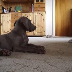 Weimaraner Sønderskoven´s Duchess