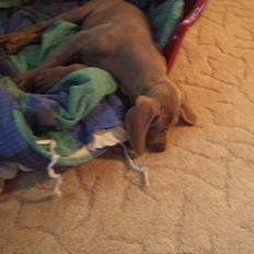 Weimaraner Sønderskoven´s Duchess