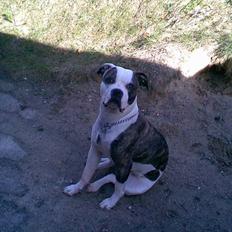 Amerikansk bulldog Missy