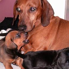 Gravhund foxons stædige sigur(død)