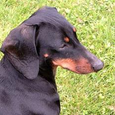 Gravhund smutti R.I.P ( død 2007)